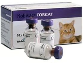    Forcat