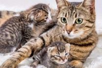 7 причин, через які кішка може з’їсти своїх кошенят